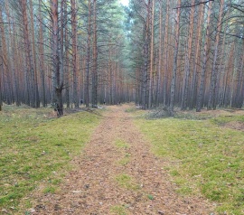 Прирезка лесных участков Кадастровые работы в Новосибирске